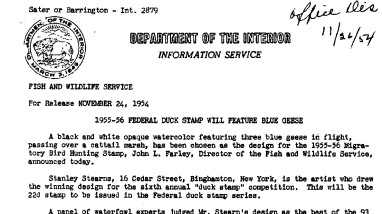 1955-56 Federal Duck Stamp Will Feature Blue Geese November 24, 1954