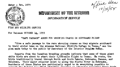 "Safe Passage" Asked for Whooping Cranes on Southward Flight October 14, 1955