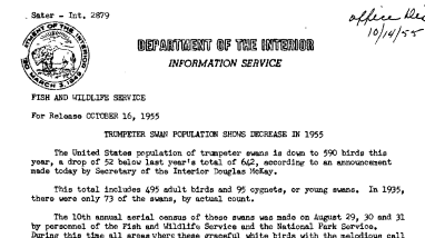 Trumpeter Swan Population Shows Decrease in 1955 October 16, 1955 A