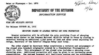 Whooping Cranes on Aransas Refuge Get More Protection October 26, 1955 A