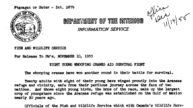 Eight Young Whooping Cranes Aid Survival Flight November 10, 1955