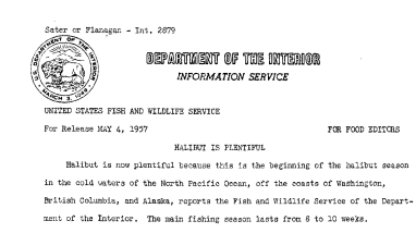 Halibut Is Plentiful May 4, 1957