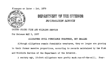 Alligators Still Formidable Creatures, but Smaller May 5, 1957 B