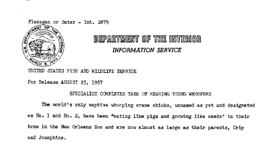 Specialist Completes Task of Rearing Young Whoopers August 25, 1957