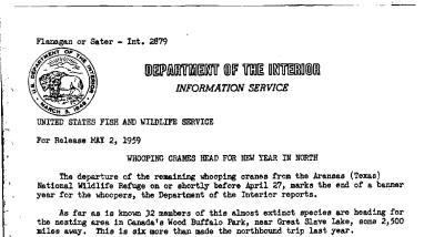 Whooping Cranes Head for New Year in North May 2, 1959