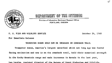 Trumpeter Swan Hold Own or Increase on Comeback Trail--October 24, 1960