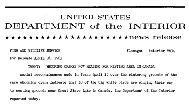 Twenty Whooping Cranes Now Heading for Nesting Area in Canada--April 18, 1963