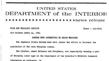 Bantam Hens Attempting to Hatch Whoopers--April 24, 1964
