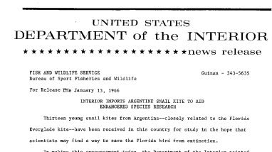 Interior Imports Argentine Snail Kite to Aid Endangered Species Research--January 13, 1966
