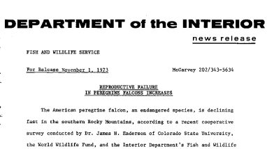 Reproductive Failure in Peregrine Falcons Increases November 1, 1973