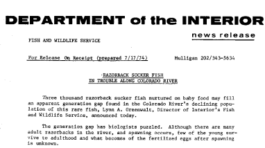 Razorback Sucker Fish in Trouble Along Colorado River July 17, 1974