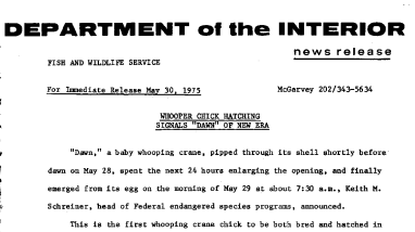 Whooper Chick Hatching Signals "Dawn" of New Era May 30, 1975