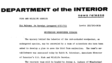 Mysterious Woodpecker Studied June 11, 1975