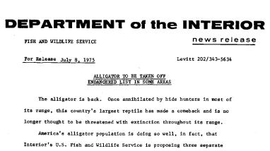 Alligator to Be Taken off Endangered List in Some Areas July 8, 1975