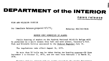 Muskox Hunt Scheduled in Alaska August 1, 1975