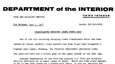 Transplanted Whooping Crane Found Dead June 1, 1977