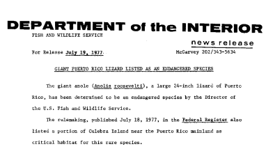 Giant Puerto Rico Lizard Listed as an Endangered Species July 19, 1977