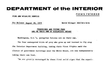 Peregrines Are Flying Free and on Their Own as Biologists Depart August 28, 1979