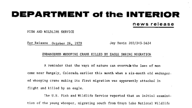 Endangered Whooping Crane Killed by Eagle During Migration October 26, 1979