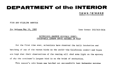 Scientists Observe Historic Event: California Condor Chick Hatches in Wild May 16, 1980