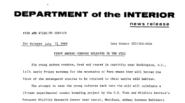 First Andean Condors Released in the Wild July 15, 1980