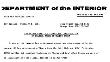 FWS Agents Carry Out Five-State Investigation of Illegal Trade in Walrus Ivory February 5, 1981