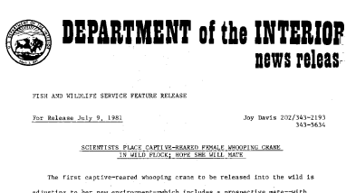 Scientists Place Captive-Reared Female Whooping Crane in Wild Flock; Hope She Will Mate July 9, 1981