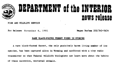Rare Black-Footed Ferret Found in Wyoming November 6, 1981