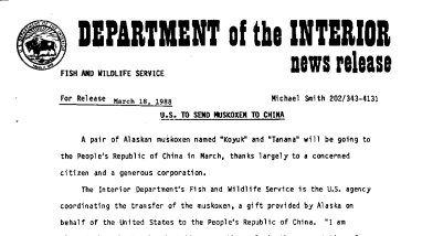 U.S. to Send Muskoxen to China March 18, 1987