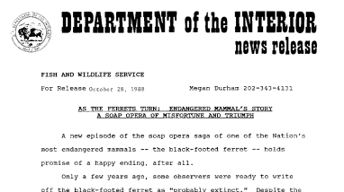 As the Ferrets Turn: Endangered Mammal's Story A Soap Opera of Misfortune and Triumph October 28, 1988