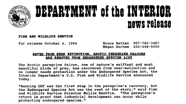 Saved From Near Extinction, Artic Peregine Falcons Are Removed From Endangered Species List October 04, 1994