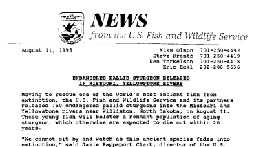 Endangered Pallid Sturgeon Released in Missouri, Yellowstone Rivers August 11, 1998