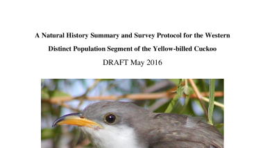 Survey Protocol for the Western Distinct Population Segment of the Yellow-billed Cuckoo