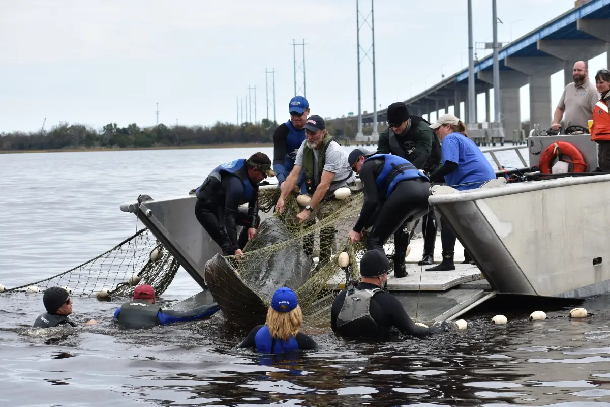 Charleston%20SC%20manatee%20rescues%2020