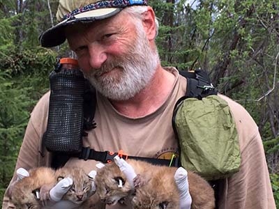 Hank Timm volunteer and retired Tetlin National Wildlife Refuge biologist holds tagged Canada lynx kittens