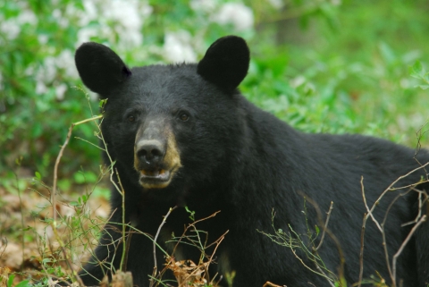 black bear