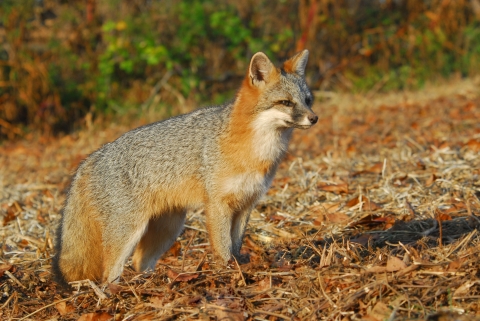 gray fox