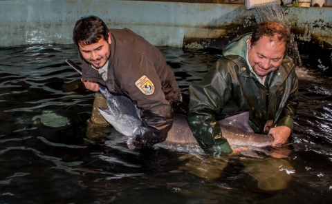 Hatchery workers spawning paddlefish