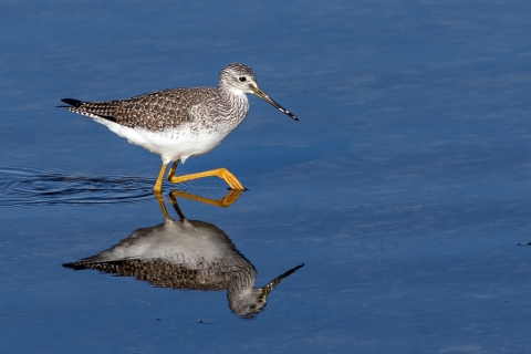 Greater Yellowlegs St. Marks NWR
