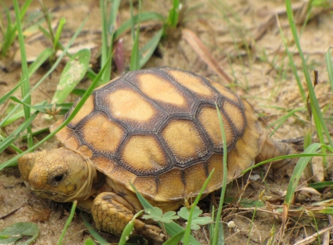 Juvenile gopher tortoise