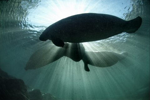 Silhouettes of three Florida manatees swimming in clear blue water