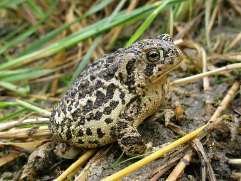 Photo of a Wyoming toad