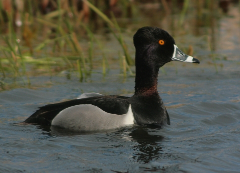 Rind-necked duck on the water