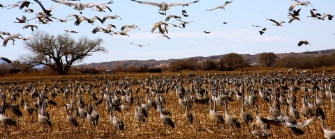 Hundreds of gray birds with stilt-like legs standing in an agriculture field with dozens more flying overhead