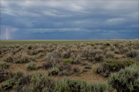 Ominous looking clouds roll across a sea of green sagebrush, with pink flowers popping among the greenery and brown soil. Lightning strikes in the distance.