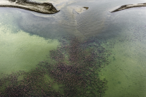 And aerial view of thousands of red fish migrating through a river. 