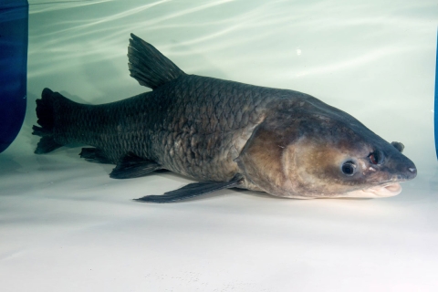 A large black fish underwater