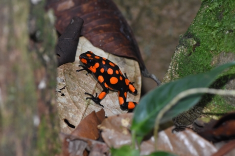 A harlequin poison dart frog.