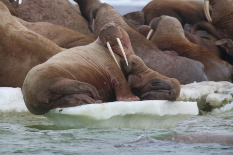 Walrus cow and calf on the ice