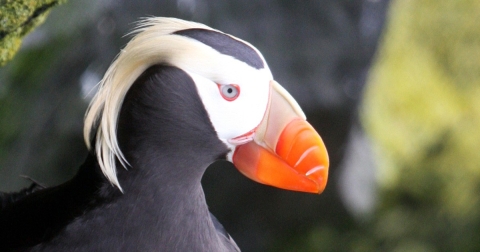 Tufted Puffin headshot photo. The puffin's yellow breeding plumage tufts contrast sharply with the bright orange bill, white face, and black body.